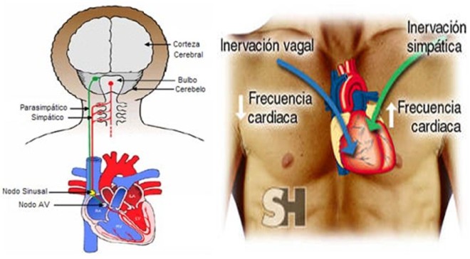 Conección cerebro vascular