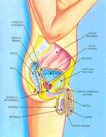 Aparato genital masculino