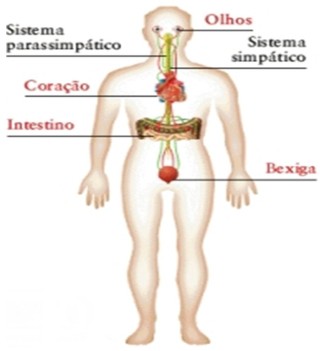 Conección neuro genital