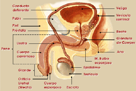 Aparato genital masculino